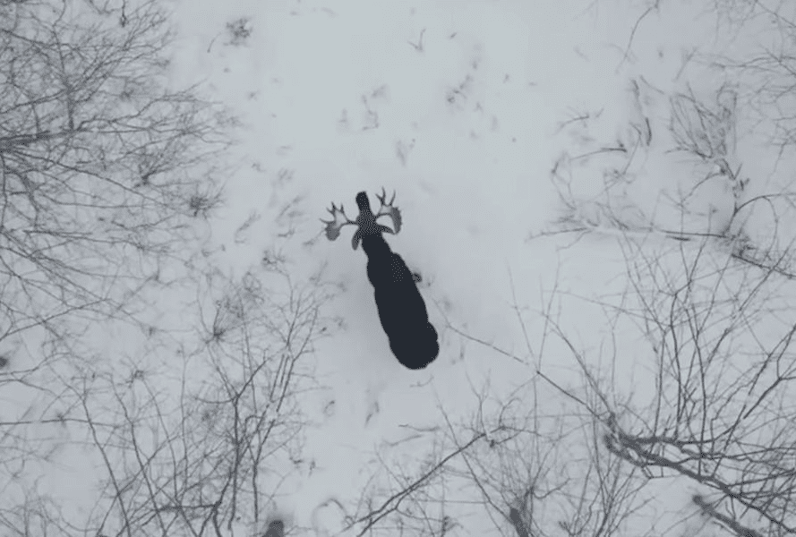 Imagini extrem de rare. Momentul în care un elan care își pierde coarnele VIDEO