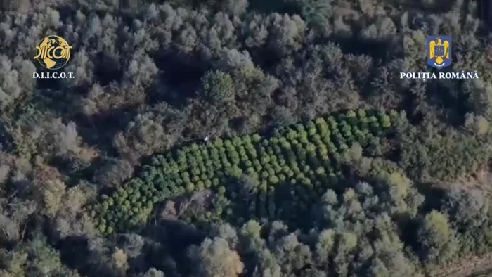 Cultura de cannabis a fost înviințată în mijlocul unei păduri FOTO DIICOT