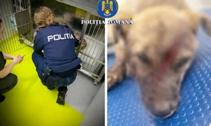 caine lovit cu toporul foto politia romana jpg