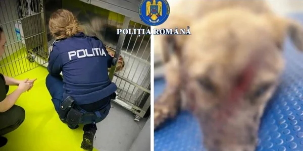 caine lovit cu toporul foto politia romana jpg