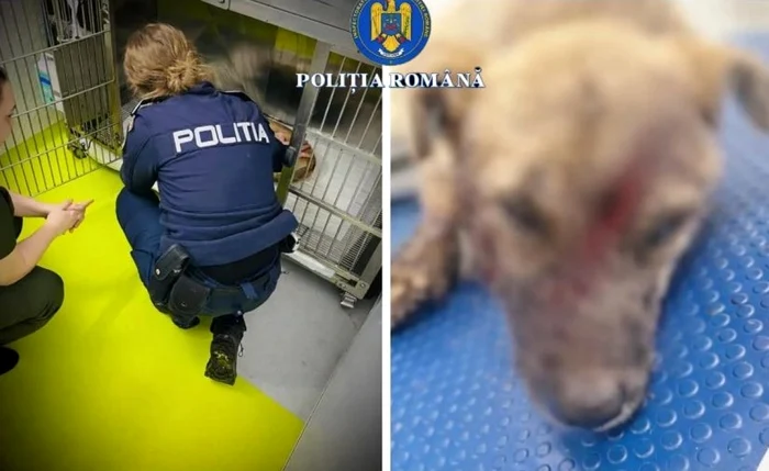 caine lovit cu toporul foto politia romana jpg