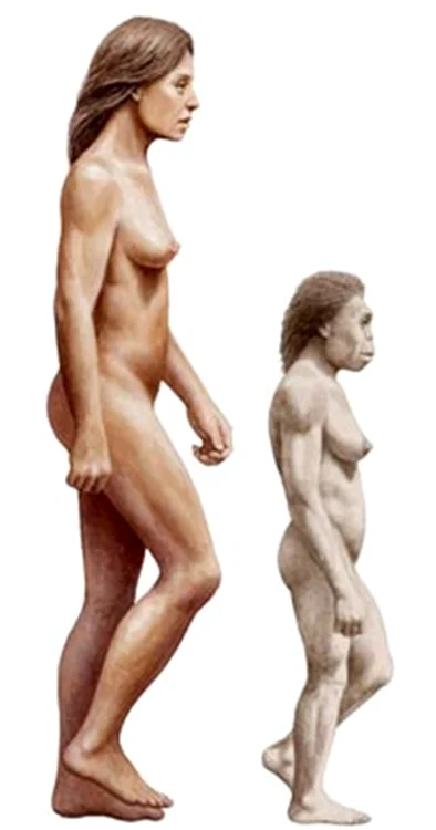 floresiensis 3 jpg jpeg