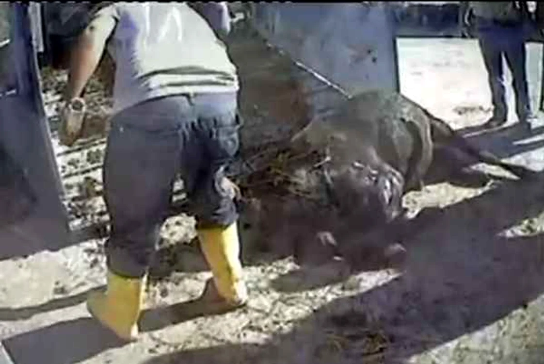 
    Cel mult opt ore trebuie să dureze drumul animalelor spre abator, potrivit noii reglementări.  