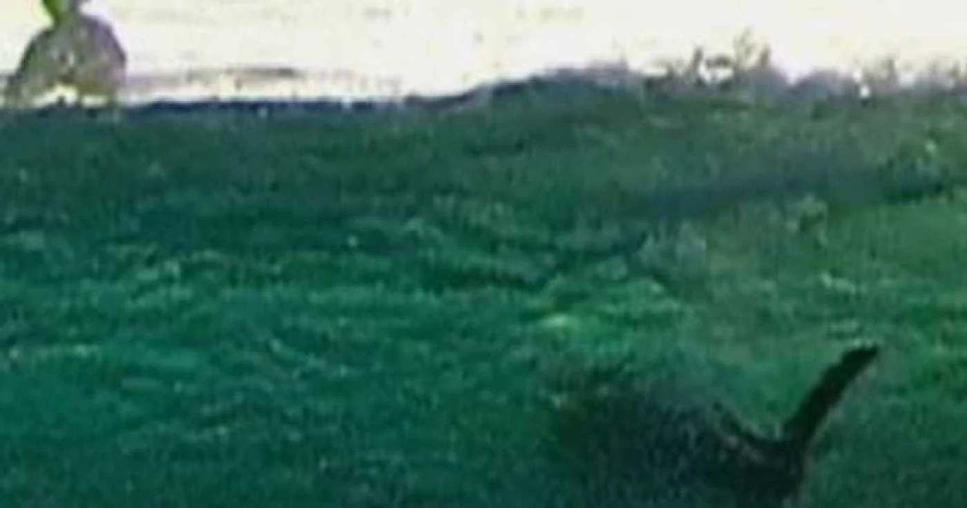 Un american a descoperit ceva şocant când a descărcat pozele de la surfing