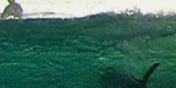 Un american a descoperit ceva şocant când a descărcat pozele de la surfing