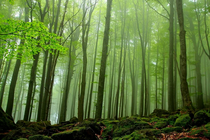 Pădure de fag din Carpați FOTO UNESCO/ Angel Ispirev