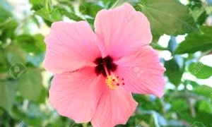 floare de hibiscus jpg jpeg