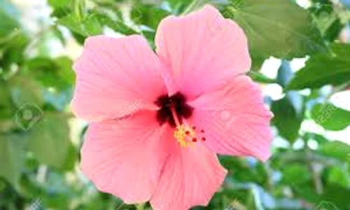 floare de hibiscus jpg jpeg