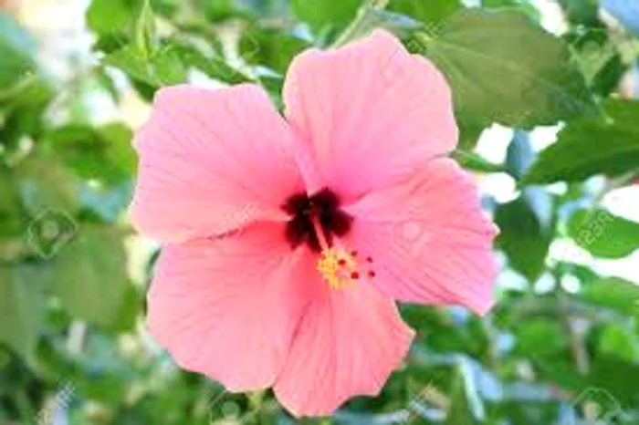 Ceaiurile de Hibiscus sunt tonice, reconfortante, laxative combat oboseala fizică și psihică și efectele stresului Sursa foto: Click.ro