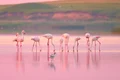 flamingo jpg