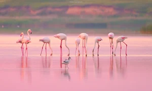 flamingo jpg