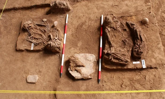 16000 year old skeleton malaysia 1 webp