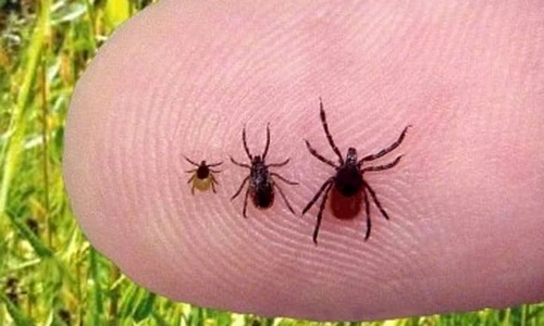 1 74818 original jpg jpeg