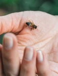 muşcături de insecte jpeg
