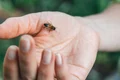 muşcături de insecte jpeg