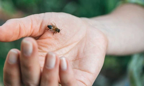 muşcături de insecte jpeg