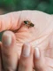 muşcături de insecte jpeg