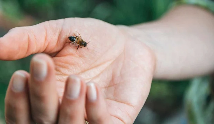 muşcături de insecte jpeg
