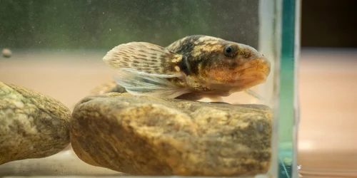 asprete foto Arthur de Bruin & Dick Harrewijn Fundația Alex Găvan jpeg