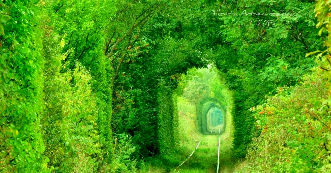 Tunelul vegetal a fost descoperit pe o cale ferată părăsită FOTO Florin Avramescu