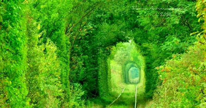 Tunelul vegetal a fost descoperit pe o cale ferată părăsită FOTO Florin Avramescu