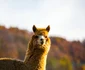 Pui de Alpaca adus pe lume la poalele Retezatului Foto Dino World Transylvania (2) jpg