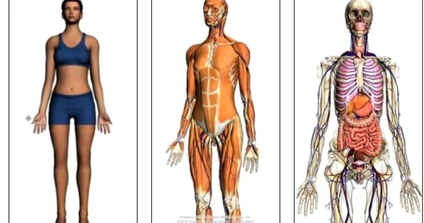 Aplicaţia 3D Google Body permite studierea în profunzime a corpului uman
