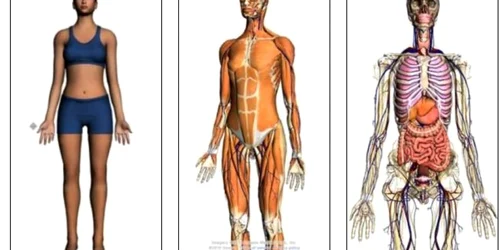 Aplicaţia 3D Google Body permite studierea în profunzime a corpului uman