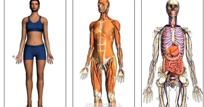 Aplicaţia 3D Google Body permite studierea în profunzime a corpului uman