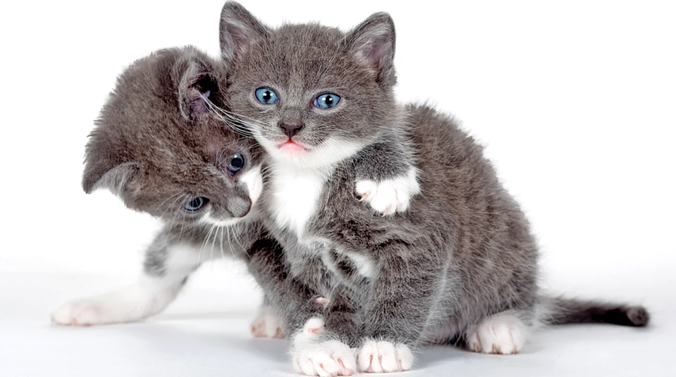 La femele, problemele sunt legate de viaţa reproductivă (fotografii: Shutterstock)