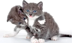 La femele, problemele sunt legate de viaţa reproductivă (fotografii: Shutterstock) jpeg