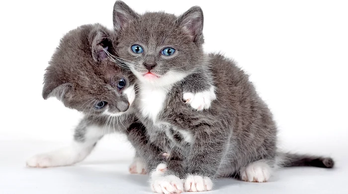 La femele, problemele sunt legate de viaţa reproductivă (fotografii: Shutterstock)