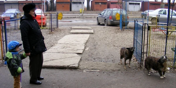 Câinii maidanezi, stăpâni peste locurile de joacă