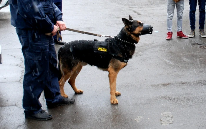 Rex îşi face foarte bine datoria, de 8 ani, în cadrul IPJ Brăila   FOTO Florentin Coman