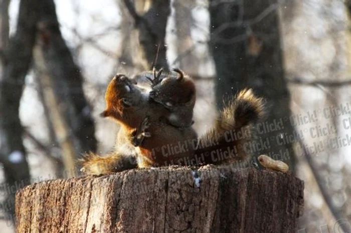 Veveriţe FOTO Caters