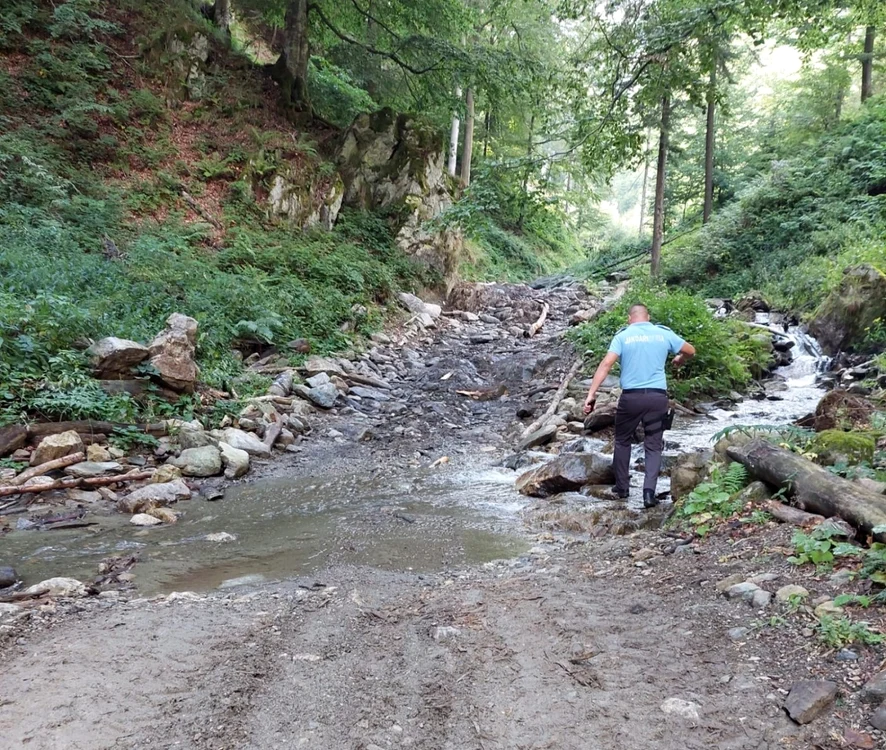 Două firme din domeniul forestier au fost amendate de jandarmi                            Foto: Jandarmeria Gorj