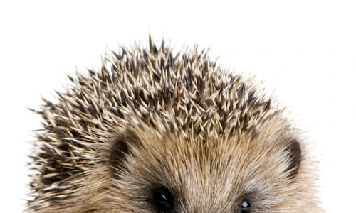 1 73038 original jpg jpeg