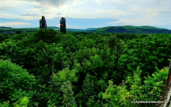 Ruinele combinatului, ocupate de o pădure.