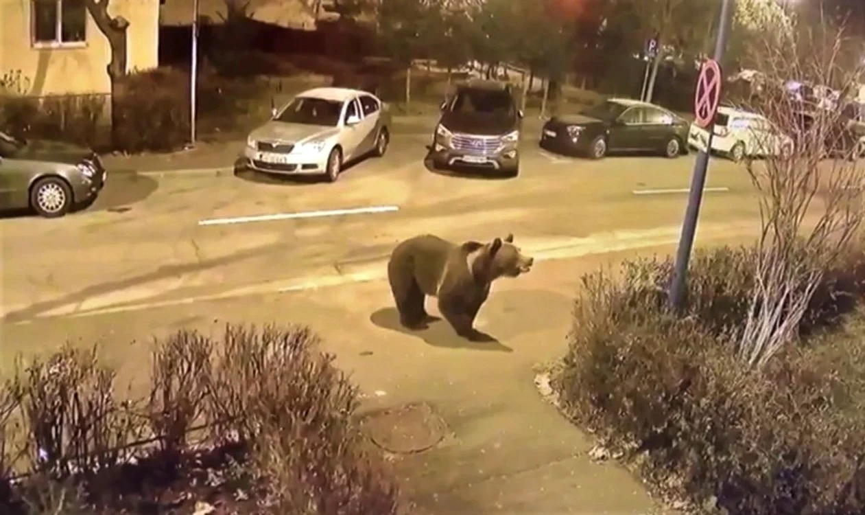 Urșii vin din ce în ce mai des în zonele locuite