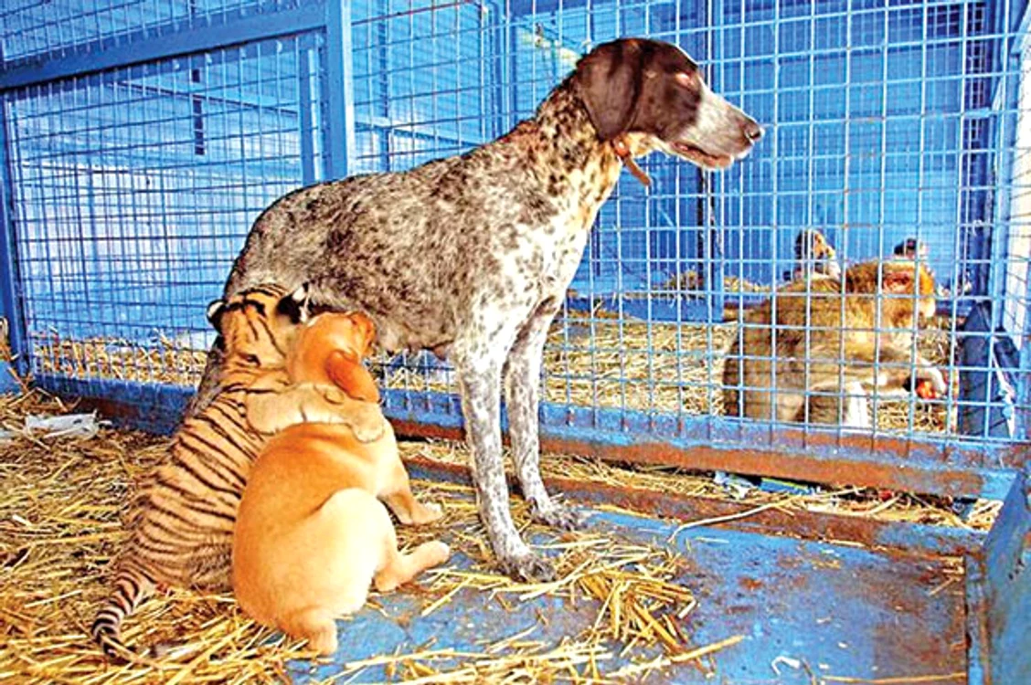 
    Tigrişorul Cora şi un  căţel au fost adoptaţi  de o căţea şi sunt cei  mai buni prieteniFoto Reuters  