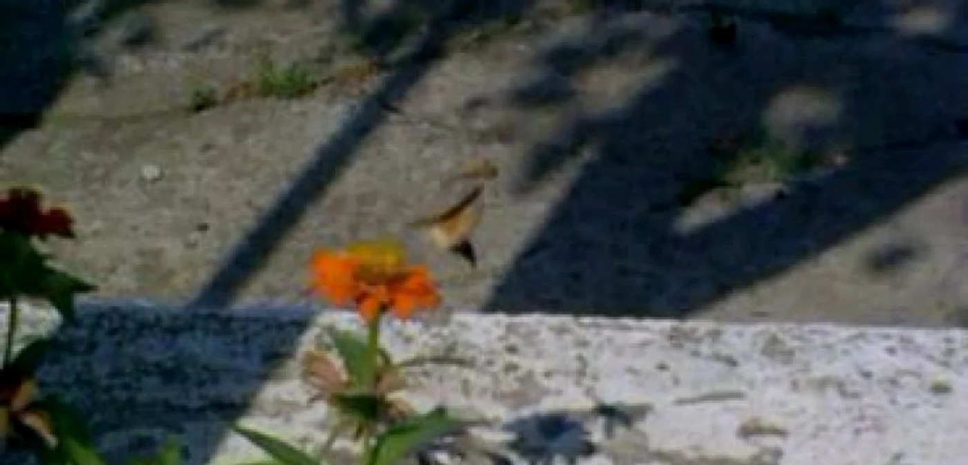 Satu Mare: VIDEO Pasărea colibri filmată în oraş