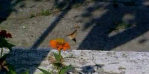 Satu Mare: VIDEO Pasărea colibri filmată în oraş