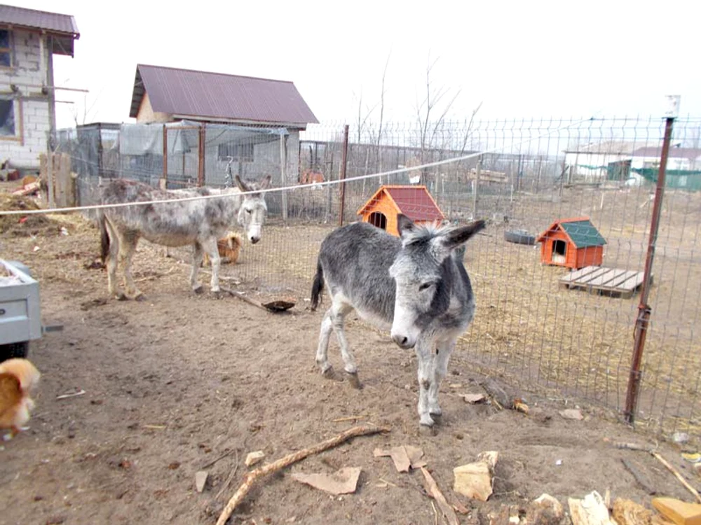Cei doi măgăruşi bolnavi trăiesc la Ceacu, în curtea Mirelei Marcu