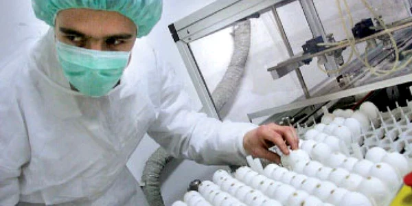 La noul vaccin se munceşte ca la furnal