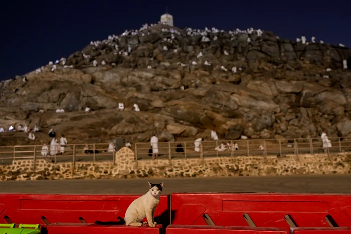 O pisică surprinsă în mijlocul pelerinajului de la Mecca (Foto: Profimedia)