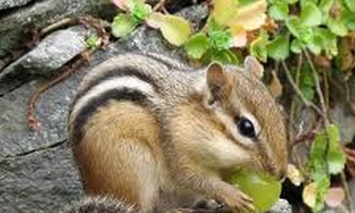 1 47918 original jpg jpeg