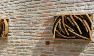 Apicultură şi sculptură jpeg