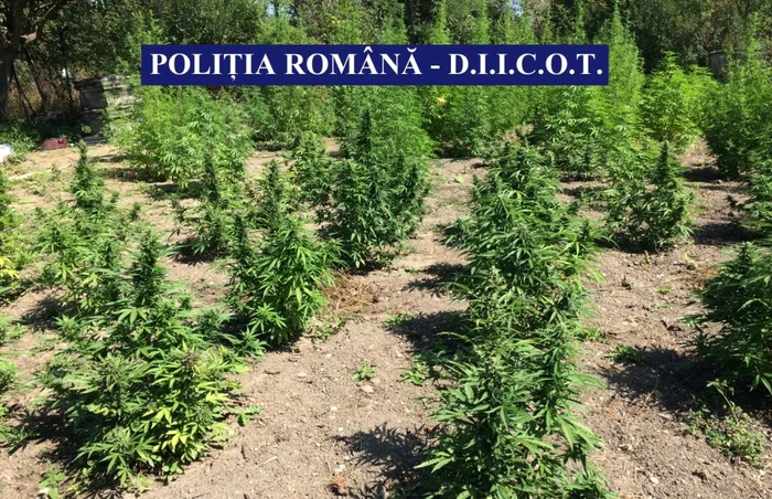 Bucureşteanul şi-a amenajat la Spineni o plantaţie de cannabis FOTO Poliţia Română