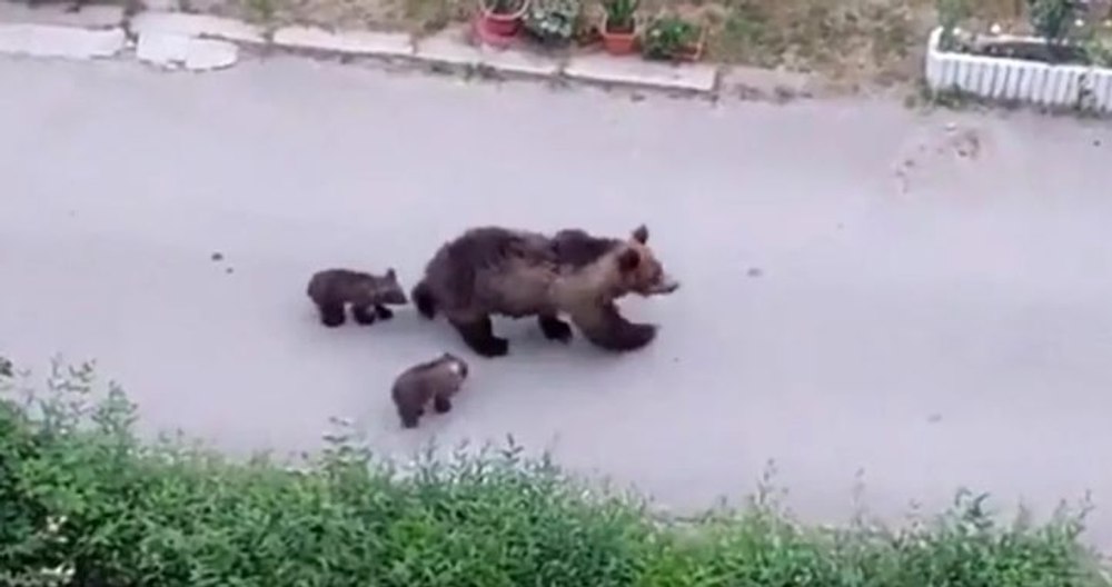 O ursoaică cu doi pui, vedete fără voie într-un oraș din Moldova. Ce făceau sălbăticiunile când au fost filmate VIDEO