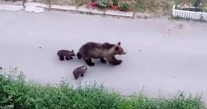 Ursoaica și cei doi pui, pe străzile din Slănic Moldova FOTO captură video